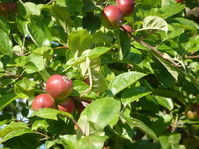 Rosenapfel Juni 2012